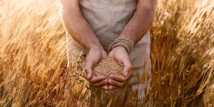 Aliments anti-inflammatoires : les fibres des céréales protègent le coeur