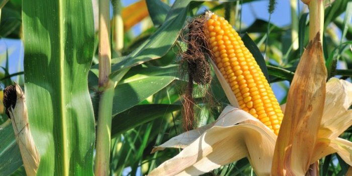 Aflatoxines : quels sont les aliments à risque ?