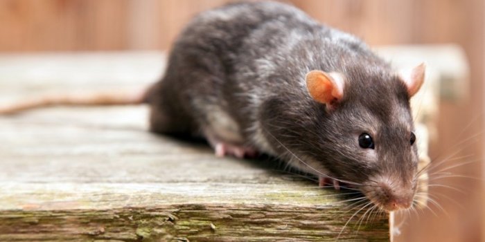 Terre, dent, insecte, sable⦠Toutes ces choses quâon mange sans le savoir