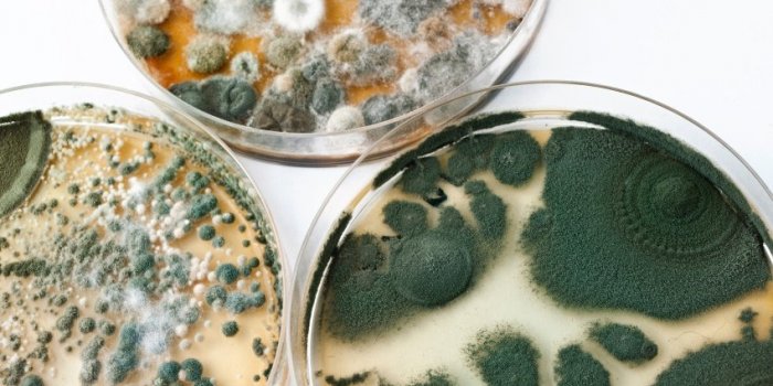 Terre, dent, insecte, sable⦠Toutes ces choses quâon mange sans le savoir