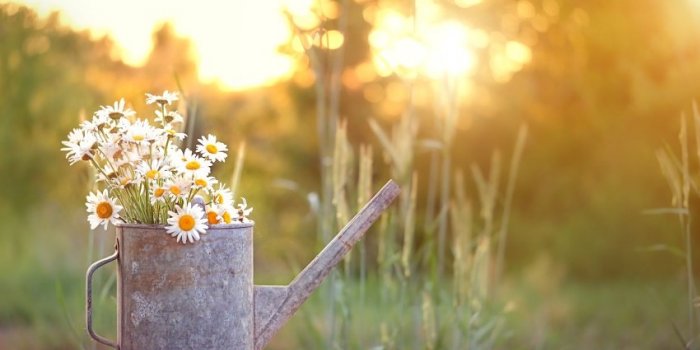 Alzheimer, vitamine D, ostéoporose⦠Les bienfaits du jardinage sur la santé