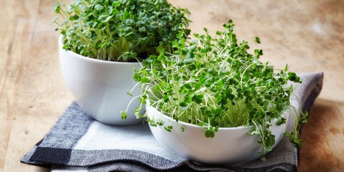 5 lÃ©gumes Ã  feuilles vertes que vous devriez manger tous les jours
