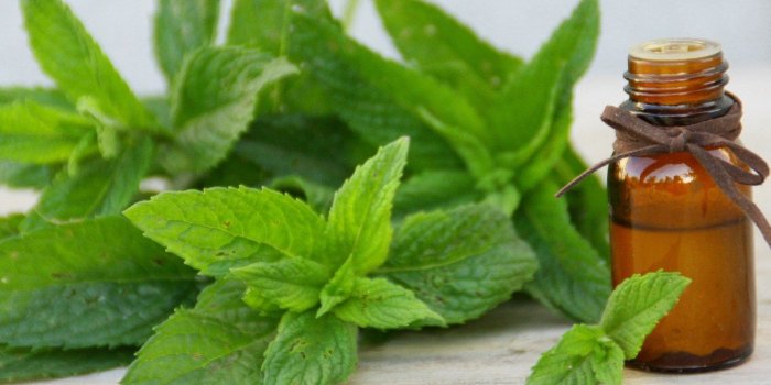 8 astuces naturelles pour se dÃ©barrasser des fourmis Ã  la maison