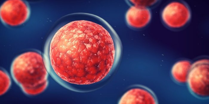SantÃ© : les 8 bienfaits du chou
