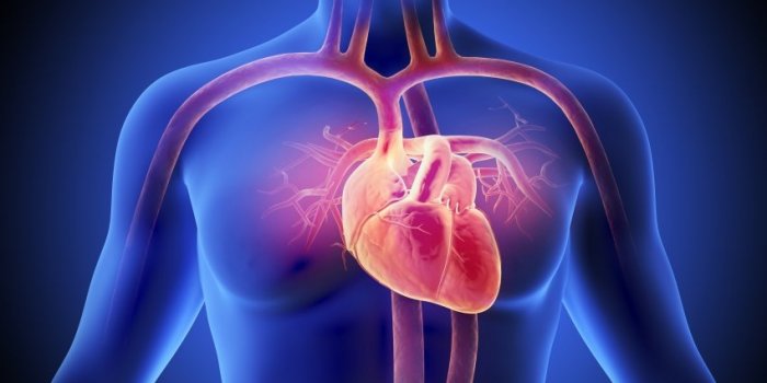 SantÃ© : les 8 bienfaits du chou