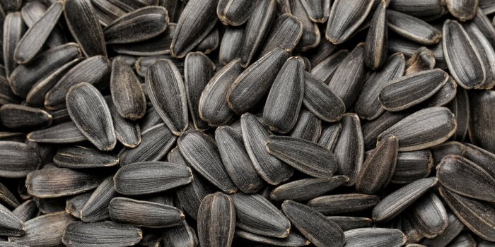 Vitamine E : 10 aliments pour faire le plein