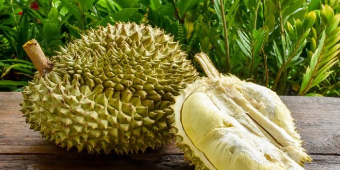Animaux, fromages, plantesâ¦ Voici les 6 pires odeurs selon les scientifiques