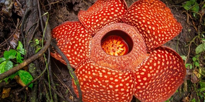 Animaux, fromages, plantesâ¦ Voici les 6 pires odeurs selon les scientifiques
