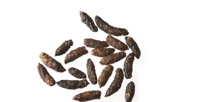 Animaux, fromages, plantesâ¦ Voici les 6 pires odeurs selon les scientifiques