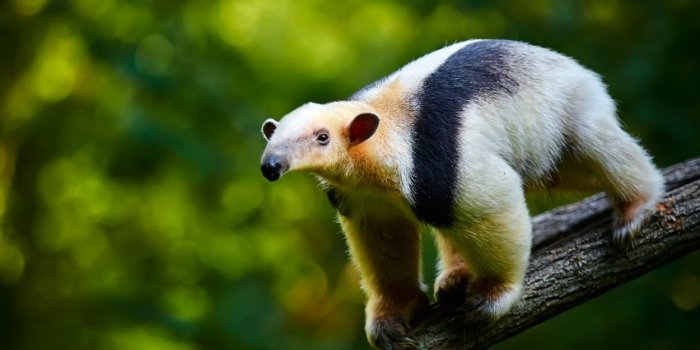 Animaux, fromages, plantesâ¦ Voici les 6 pires odeurs selon les scientifiques