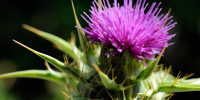 Les 10 plantes anti-fatigue 