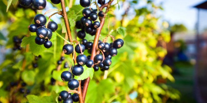Les 10 plantes anti-fatigue 