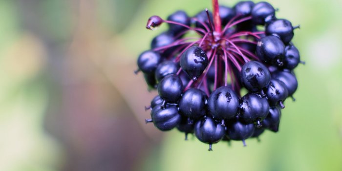 Les 10 plantes anti-fatigue 