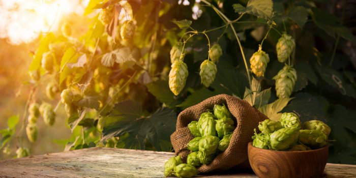 Les 10 plantes anti-fatigue 