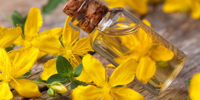 Les 10 plantes anti-fatigue 