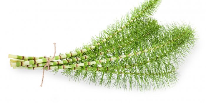 Les 10 plantes anti-fatigue 