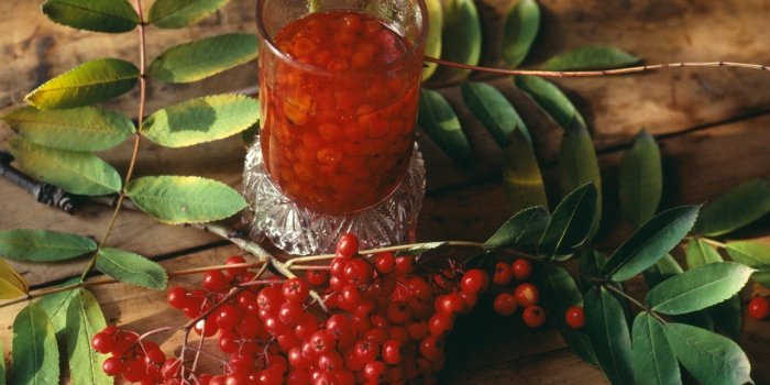 Les 10 plantes anti-fatigue 