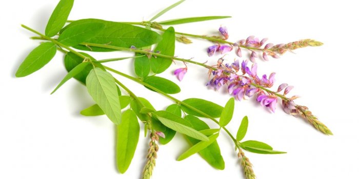 7 tisanes santÃ© pour l'automne