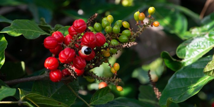 11 plantes pour une vitalitÃ© sexuelle reboostÃ©e
