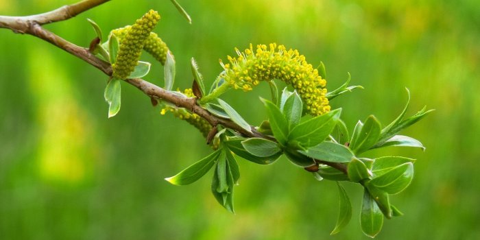 11 plantes pour une vitalitÃ© sexuelle reboostÃ©e