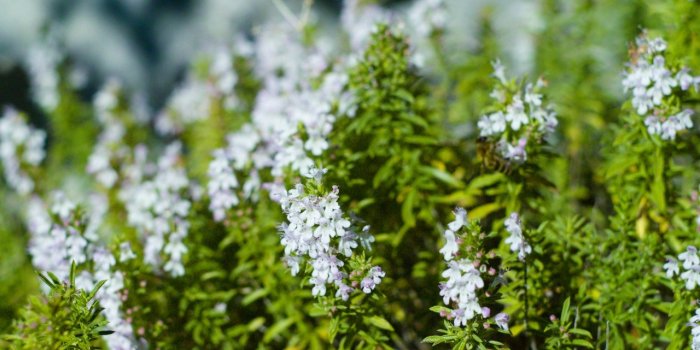 11 plantes pour une vitalitÃ© sexuelle reboostÃ©e