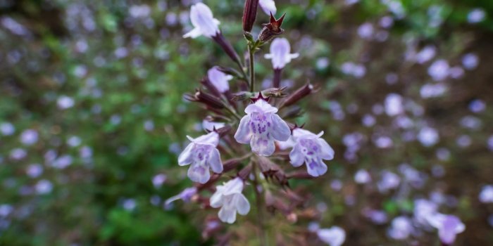 11 plantes pour une vitalitÃ© sexuelle reboostÃ©e
