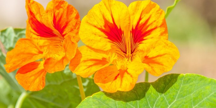 11 plantes pour une vitalitÃ© sexuelle reboostÃ©e