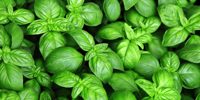 5 herbes aromatiques à faire pousser chez soi (et leurs bienfaits)