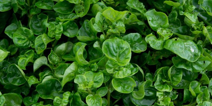 Détox après les fêtes : 12 aliments pour éliminer les toxines