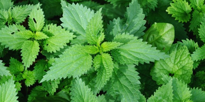 Détox après les fêtes : 12 aliments pour éliminer les toxines