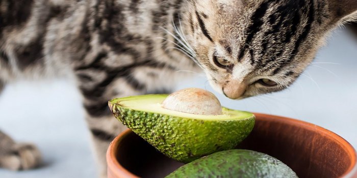 Les 7 aliments Ã  ne jamais donner Ã  son chat