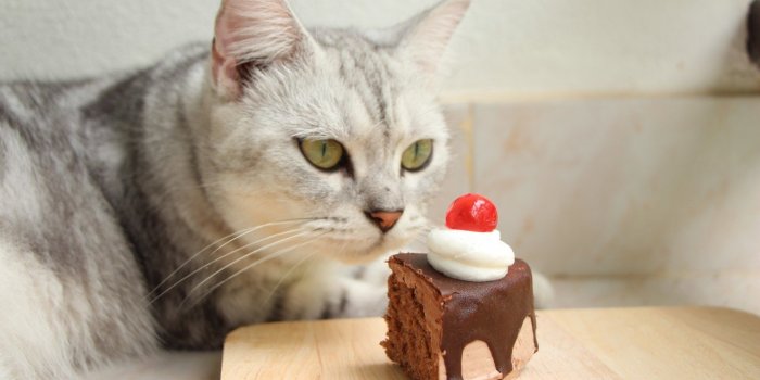 Les 7 aliments Ã  ne jamais donner Ã  son chat