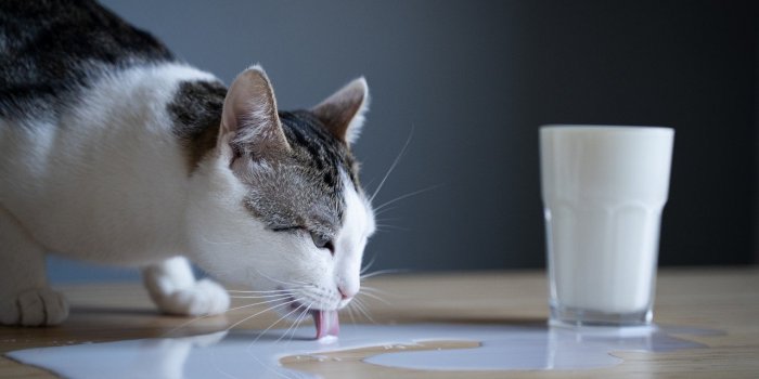 Les 7 aliments Ã  ne jamais donner Ã  son chat