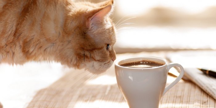 Les 7 aliments Ã  ne jamais donner Ã  son chat