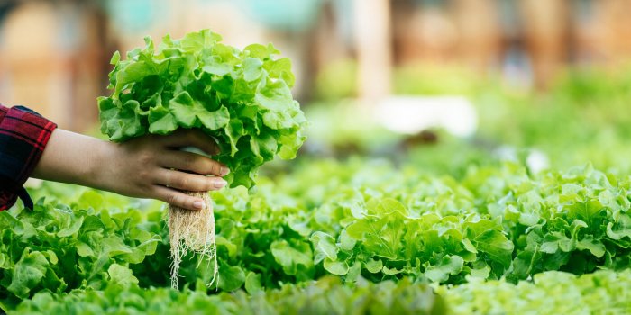 Constipation : 7 lÃ©gumes pour restaurer le transit intestinal