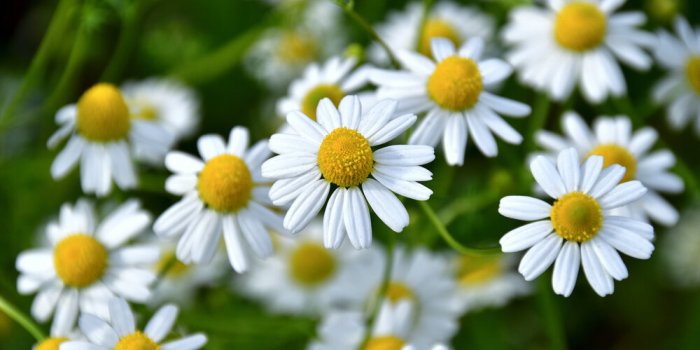 9 somnifÃ¨res naturels selon des experts du sommeil 