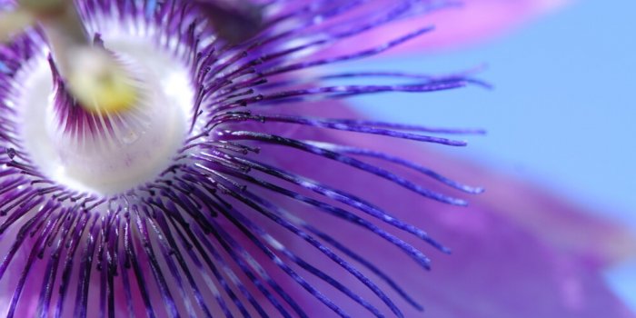 9 somnifÃ¨res naturels selon des experts du sommeil 