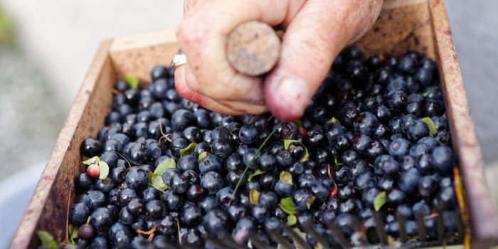 La myrtille : 5 bienfaits de ce superaliment 