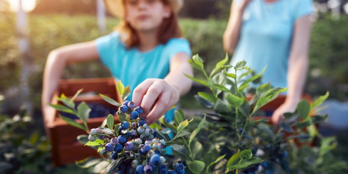 La myrtille : 5 bienfaits de ce superaliment 