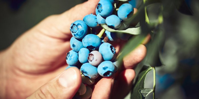 La myrtille : 5 bienfaits de ce superaliment 