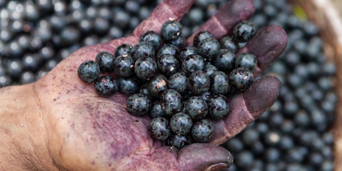 7 baies Ã  intÃ©grer dans votre alimentation Ã  partir de 50 ans !