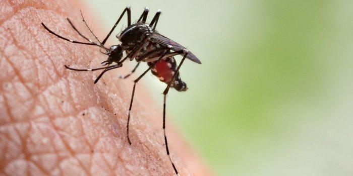 L'OMS identifie 17 vaccins Ã  dÃ©velopper en urgence