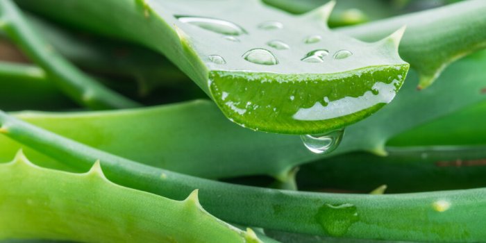 aloe or aloe vera fresh leaves and slices on white background