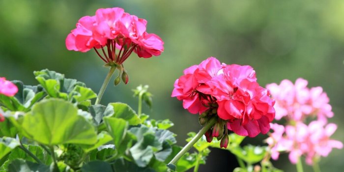 pink geranium flowers in the park in summer
