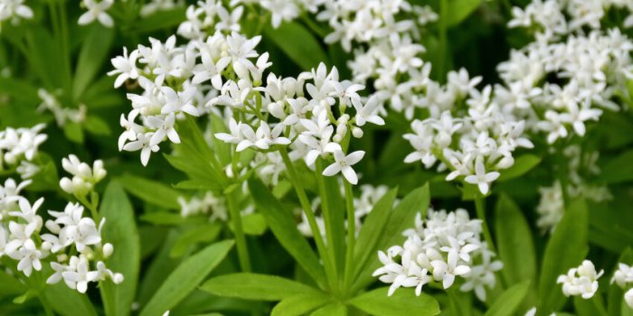 waldmeister (galium odoratum) - blÃ¼te
