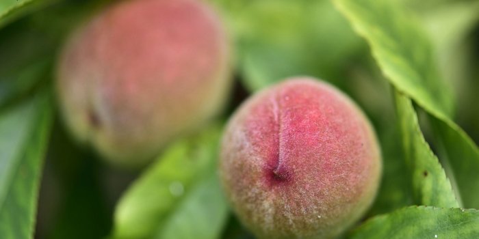Les 7 fruits et légumes dâété à consommer avec leur peau (et pourquoi)