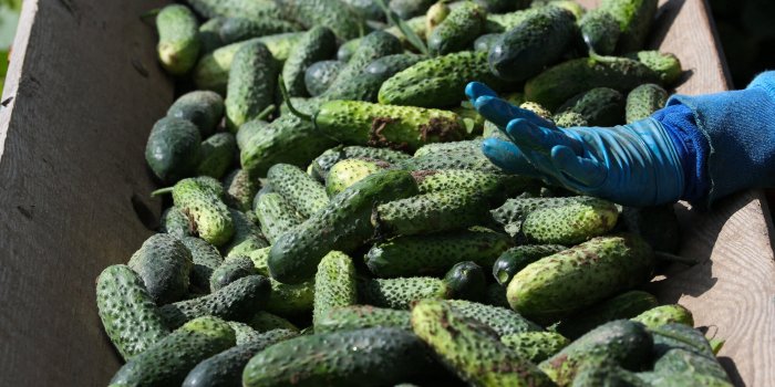 Les 7 fruits et légumes dâété à consommer avec leur peau (et pourquoi)