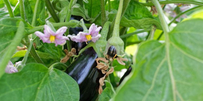 Les 7 fruits et légumes dâété à consommer avec leur peau (et pourquoi)