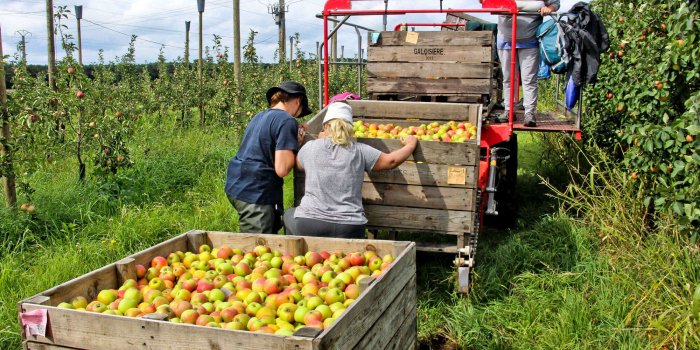 Les 7 fruits et légumes dâété à consommer avec leur peau (et pourquoi)