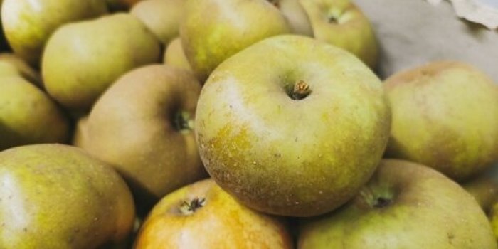 Quelles variétés de pommes choisir et pourquoi ?